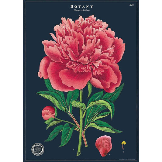 Cavallini Pioni - Botany Study -juliste / lahjapaperiarkki