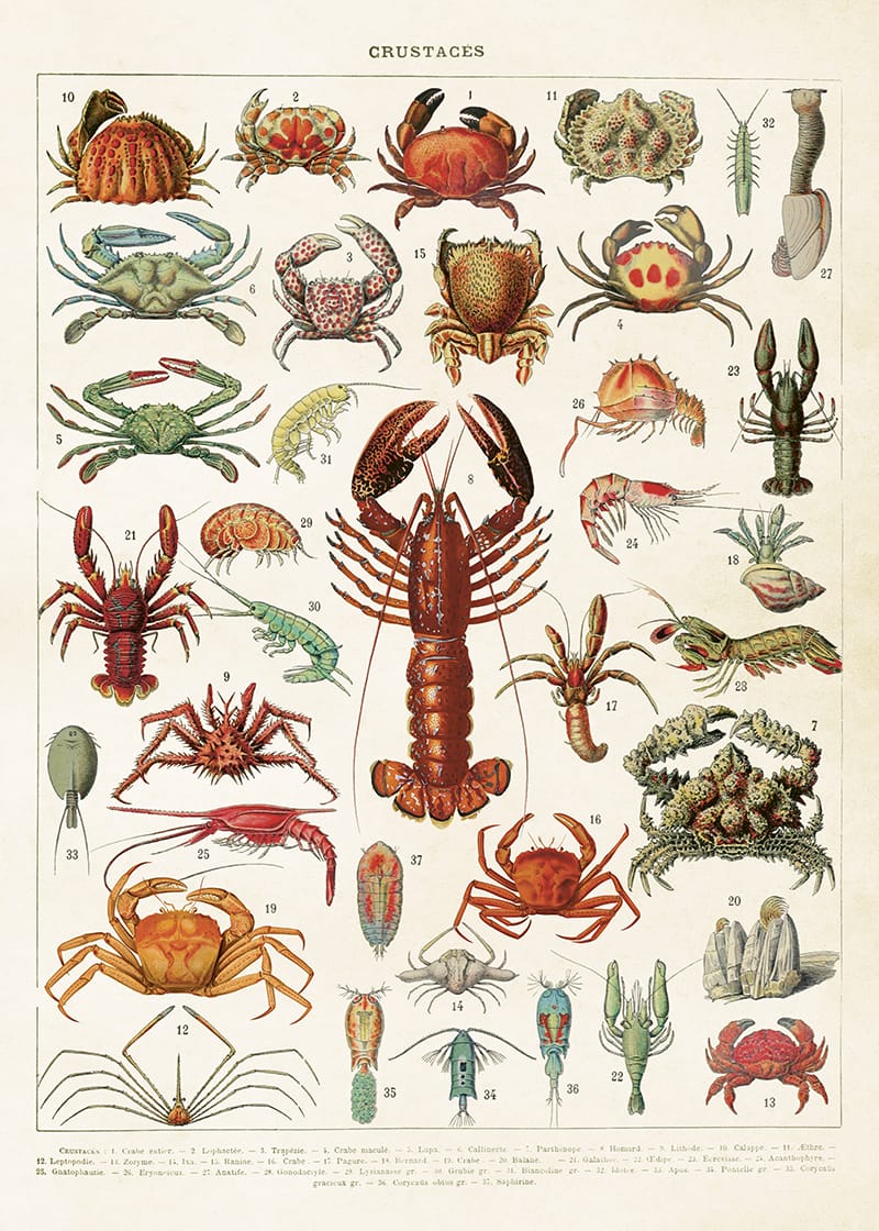 Äyriäiset opetustaulu juliste Crustaceans 50 × 70 cm